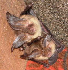 Brown Longeared bats